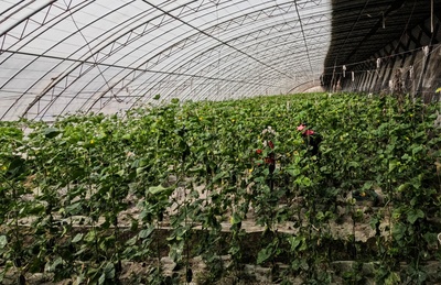 新疆阿拉爾市:設(shè)施農(nóng)業(yè)邁出&ldquo;新步伐&rdquo; &ldquo;高端&rdquo;產(chǎn)品從棚里產(chǎn)