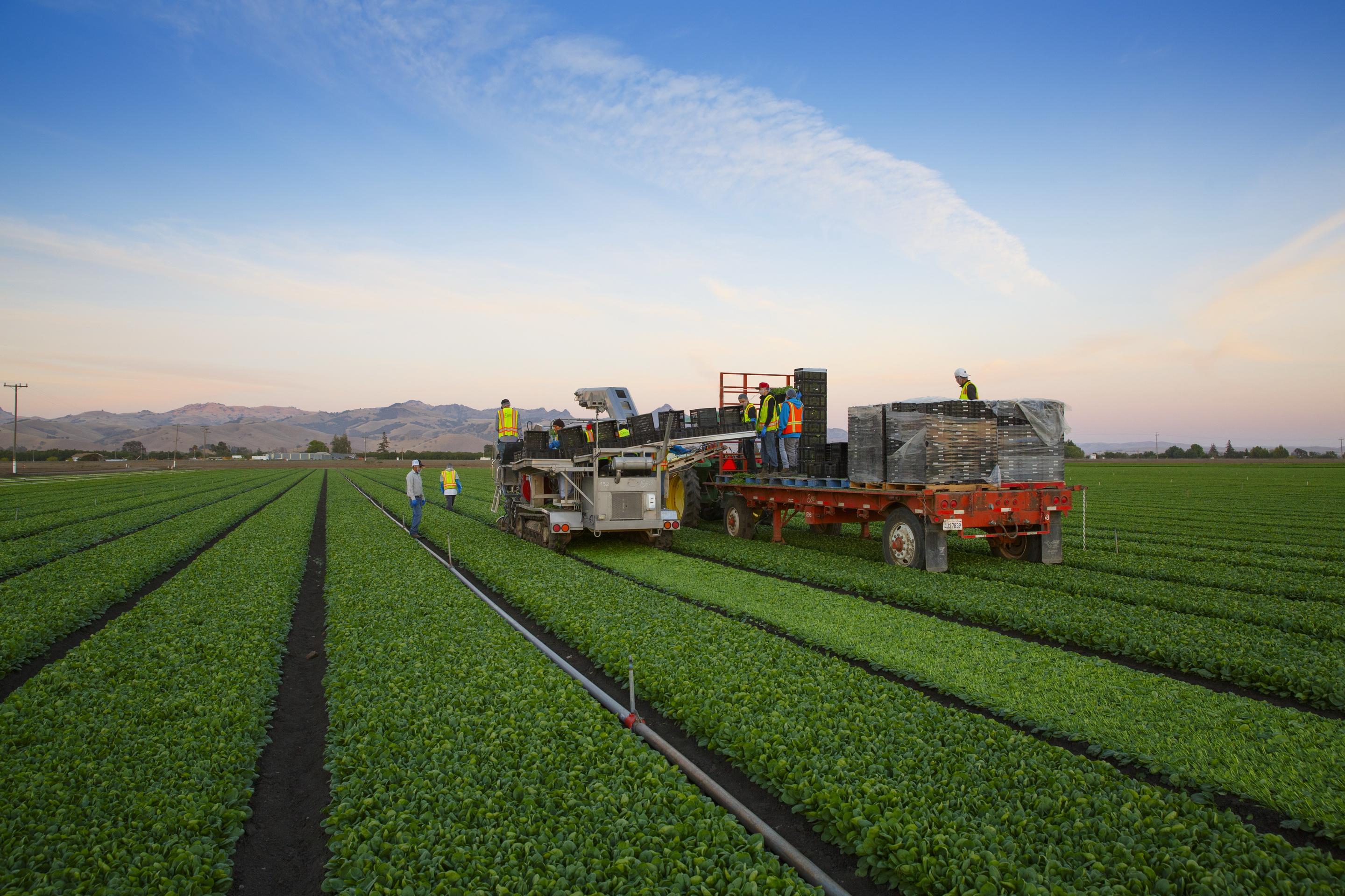 蔬菜收割(農(nóng)業(yè)機(jī)械)? - 