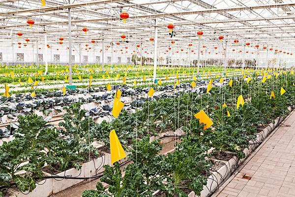 智慧農(nóng)業(yè)物聯(lián)網(wǎng)智能大棚環(huán)境監(jiān)測系統(tǒng)的應(yīng)用前景