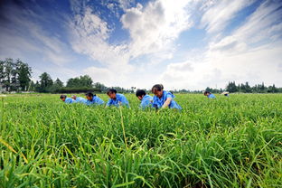 最接地氣的智慧農(nóng)業(yè)應(yīng)用