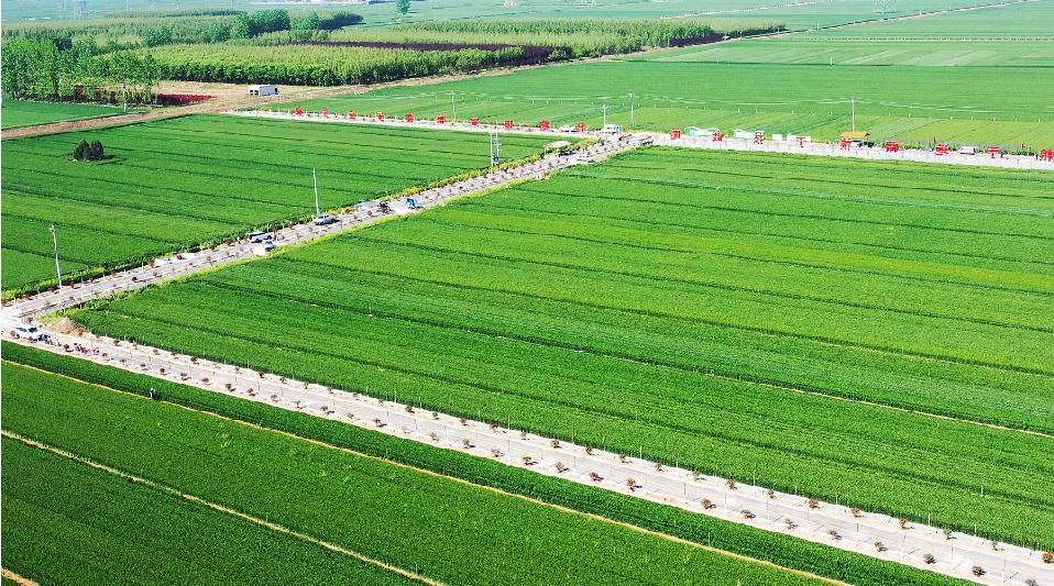 河南葉縣:高標(biāo)準(zhǔn)農(nóng)田+旅游 融出鄉(xiāng)村之美