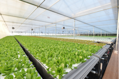 起底京東植物工廠:水培蔬菜安全到不洗就能吃