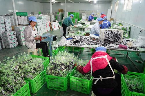 黨國英 未來只需要5 的人當農民 我國農產品加工成果存在盲目性