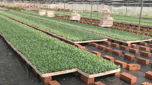 勞模引航 勞動(dòng)筑夢(mèng) 食品學(xué)院開展 我和全國(guó)勞模同勞動(dòng) 勞動(dòng)教育實(shí)踐活動(dòng)