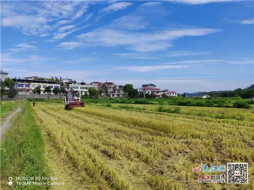 武寧縣官蓮鄉 防汛抗旱聯動農業生產 保產業促豐收 組圖