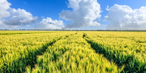 白菜價格漲幅超過一倍,今夏蔬菜為何大漲價