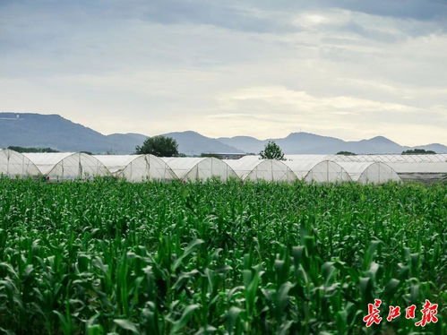 38家 武漢新增一批省級休閑農業重點園區鳳凰網湖北 鳳凰網