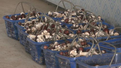 食用菌遠銷拓富路,東豐縣棚膜經濟發展一瞥