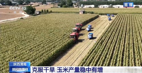 兩大農業技術加持下 陜西玉米 情緒穩定 甚至還增產了