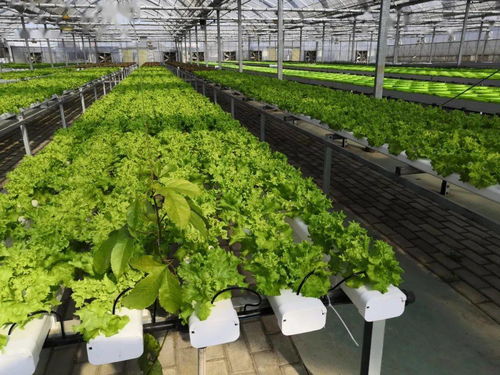 喜訊 吳江現(xiàn)代農(nóng)業(yè)產(chǎn)業(yè)示范園成為首批認(rèn)定的省級現(xiàn)代農(nóng)業(yè)產(chǎn)業(yè)示范園