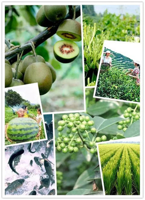 【圖說(shuō)】&ldquo;硒&rdquo;望無(wú)限!看看江津富硒產(chǎn)業(yè)為什么這樣火?