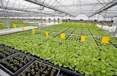 畝產6萬斤有機蔬菜,全年天天采收、幾乎無人的&ldquo;蔬菜工廠&rdquo;長啥樣?