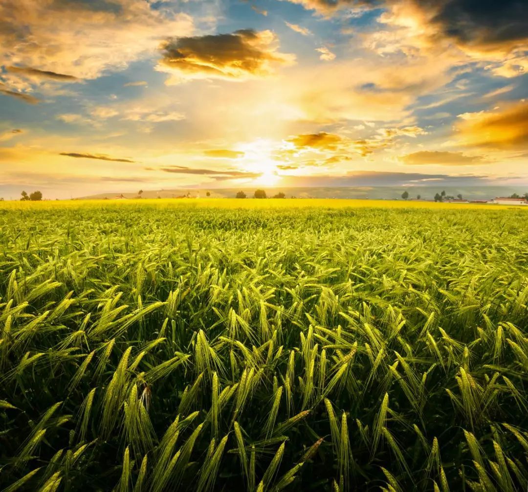 2018年國(guó)家現(xiàn)代農(nóng)業(yè)產(chǎn)業(yè)園大觀(二) 農(nóng)業(yè)科技創(chuàng)新與產(chǎn)業(yè)化發(fā)展