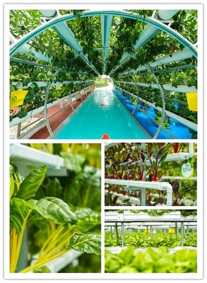 中秋有氧之旅 探訪益陽現(xiàn)代農業(yè)嘉年華，與湖南衛(wèi)視李銳村長共度佳節(jié)