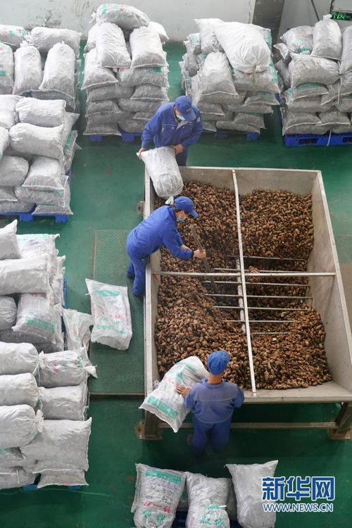 多彩產業(yè)鋪就秦巴群眾致富路