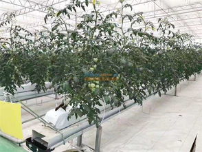 設施農業開發 智慧農業公司傾力推薦