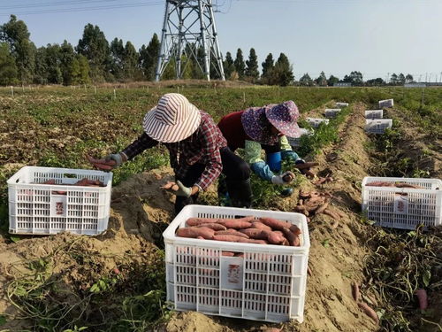 深耕深汕協作，做大做優“農業蛋糕”，讓“菜籃子”更豐富美味