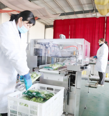 濰坊壽光凈菜 從田間到餐桌的‘高鐵’ 農業新篇章