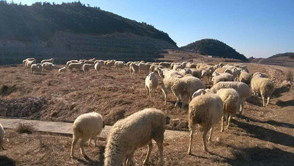 浙江軍袍農業 專業供應優質小尾寒羊，以實力鑄就信賴