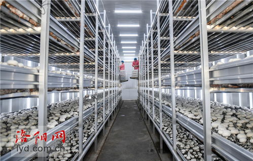 工廠化種植賦能食用菌產(chǎn)業(yè)，科技升級引領(lǐng)農(nóng)民致富新篇章